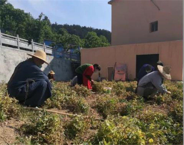 农禅并重勤劳作 抢抓农时春耕忙丨湖北省佛教寺院农禅图景