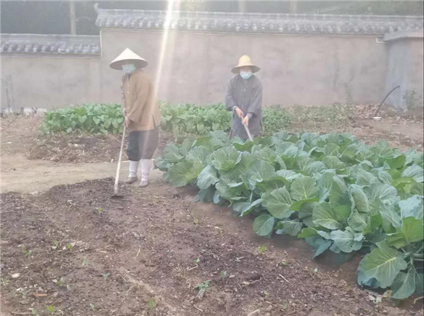 农禅并重勤劳作 抢抓农时春耕忙丨湖北省佛教寺院农禅图景