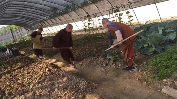 农禅并重勤劳作 抢抓农时春耕忙丨湖北省佛教寺院农禅图景