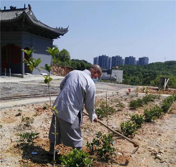 农禅并重勤劳作 抢抓农时春耕忙丨湖北省佛教寺院农禅图景