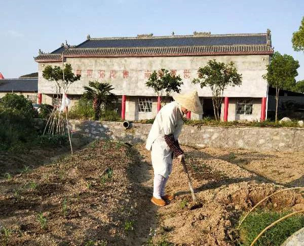 农禅并重勤劳作 抢抓农时春耕忙丨湖北省佛教寺院农禅图景