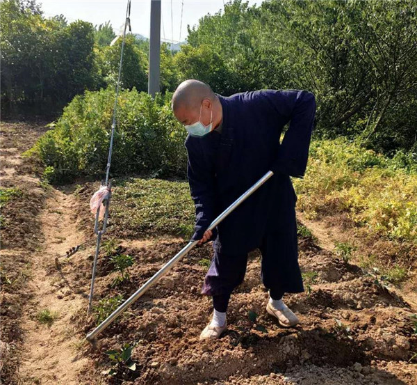 农禅并重勤劳作 抢抓农时春耕忙丨湖北省佛教寺院农禅图景