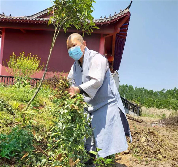 农禅并重勤劳作 抢抓农时春耕忙丨湖北省佛教寺院农禅图景