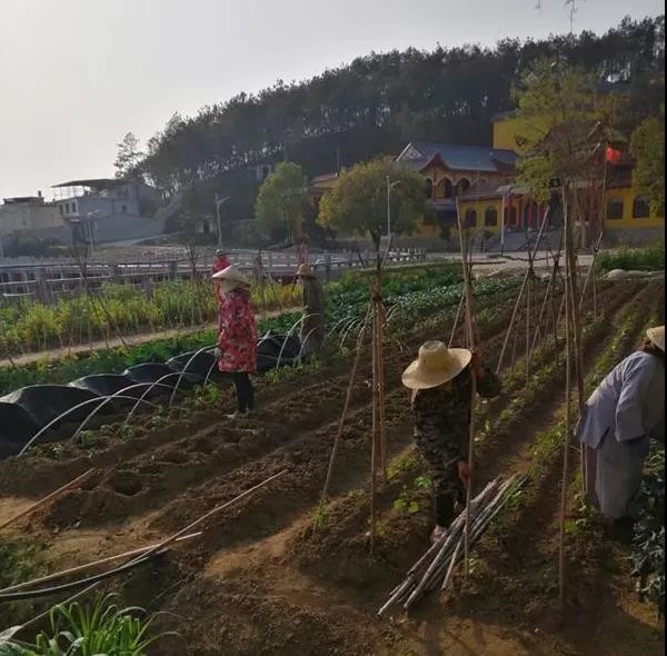 农禅并重勤劳作 抢抓农时春耕忙丨湖北省佛教寺院农禅图景