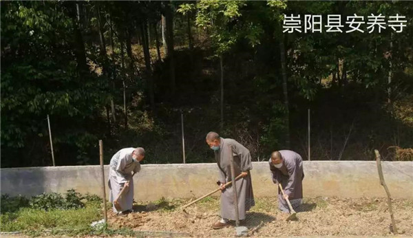 农禅并重勤劳作 抢抓农时春耕忙丨湖北省佛教寺院农禅图景