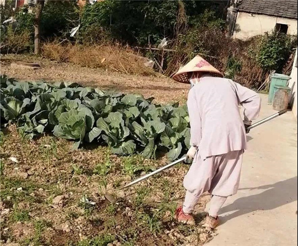 农禅并重勤劳作 抢抓农时春耕忙丨湖北省佛教寺院农禅图景